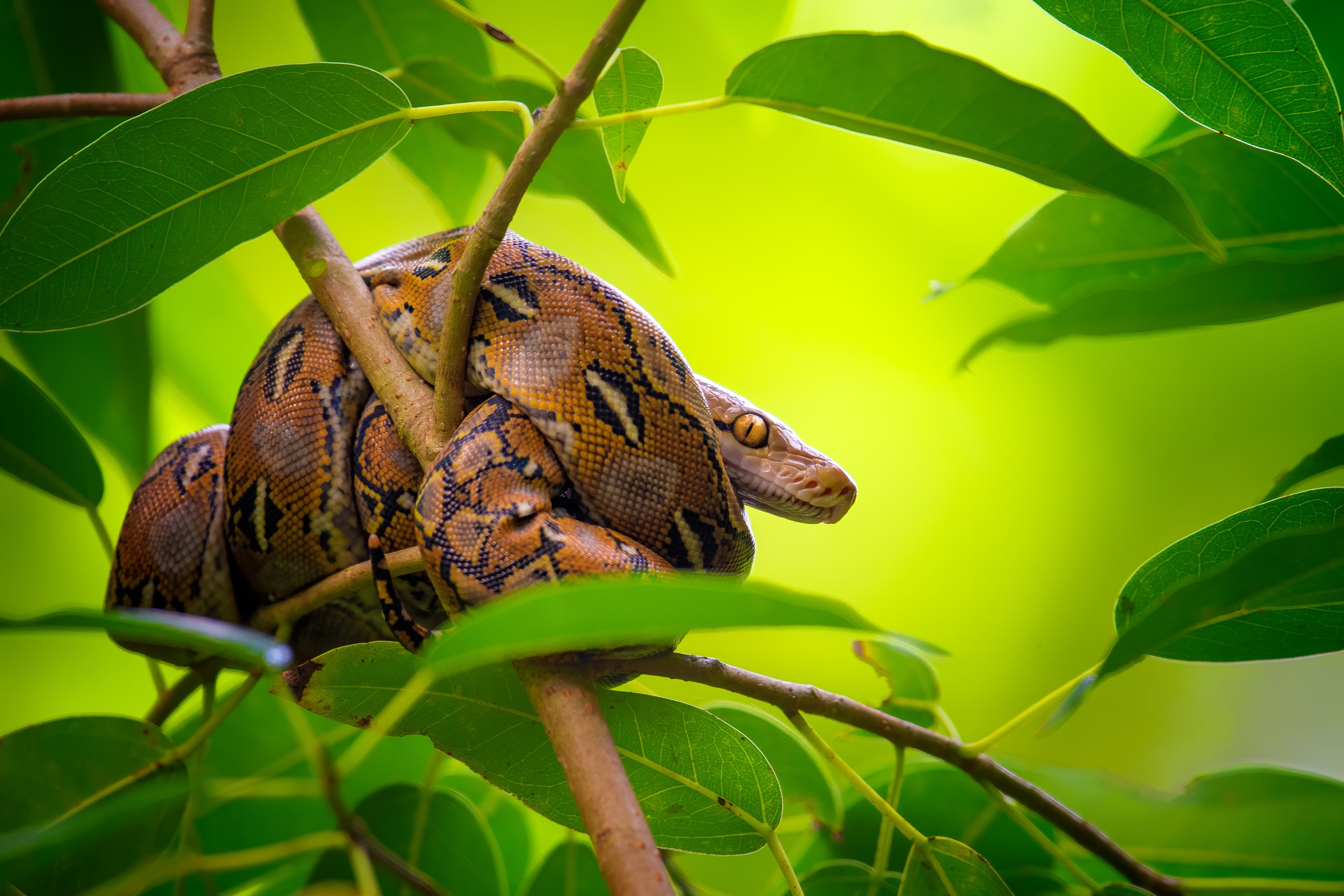 Reticulated python resting on a branch among green leaves